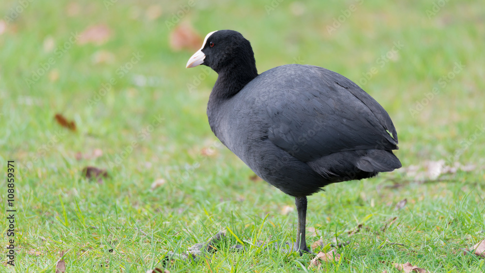 Blässhuhn (Fulica atra) auf einer Wiese an einem Teich Blässhuhn (Fulica atra) auf einer Wiese an einem Teich