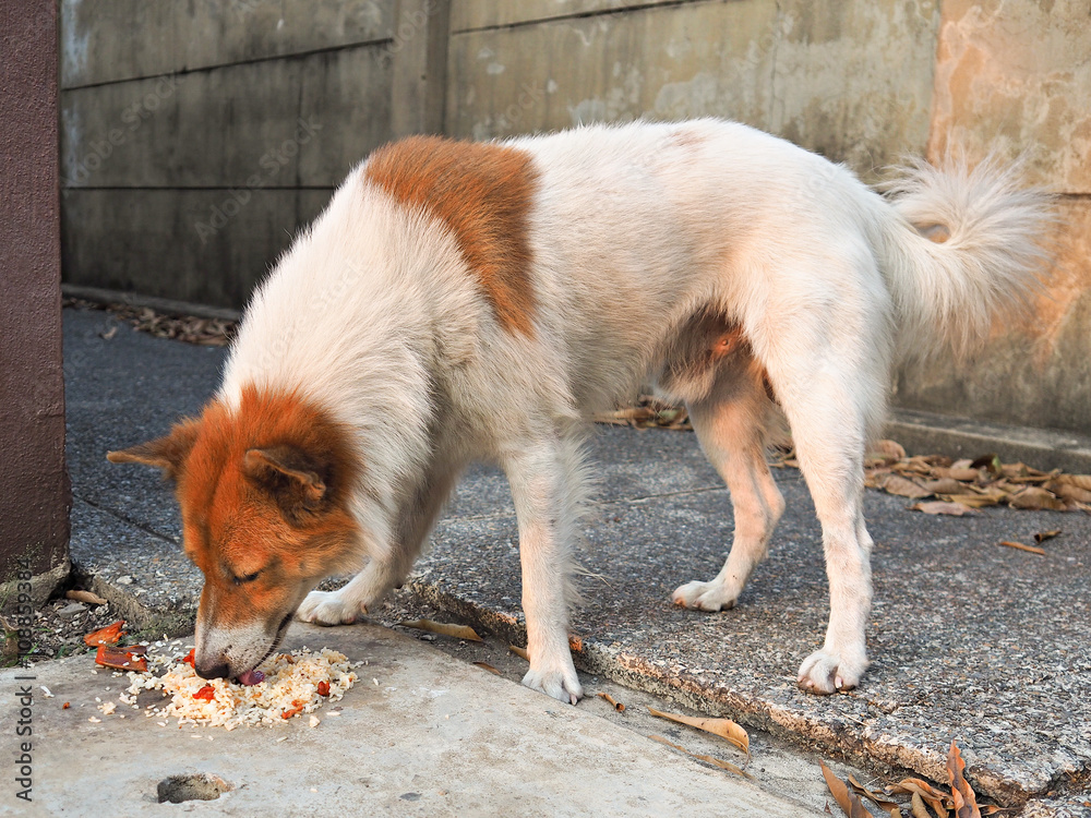 Stray dog eating food scraps