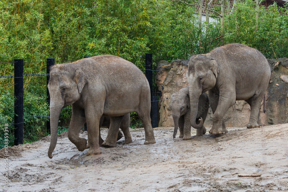 Fototapeta premium Elephant family in the zoo