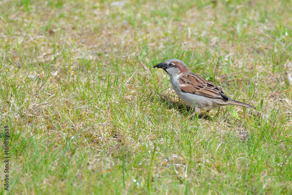 Haussperling (Passer domesticus) Spatz auf der Wiese mit Käfer im Schnabel Haussperling (Passer domesticus) Spatz auf der Wiese mit Käfer im Schnabel