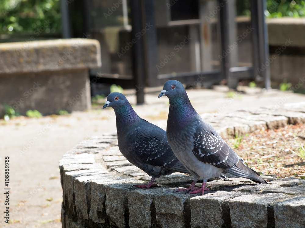 Obraz premium Pary gołębi