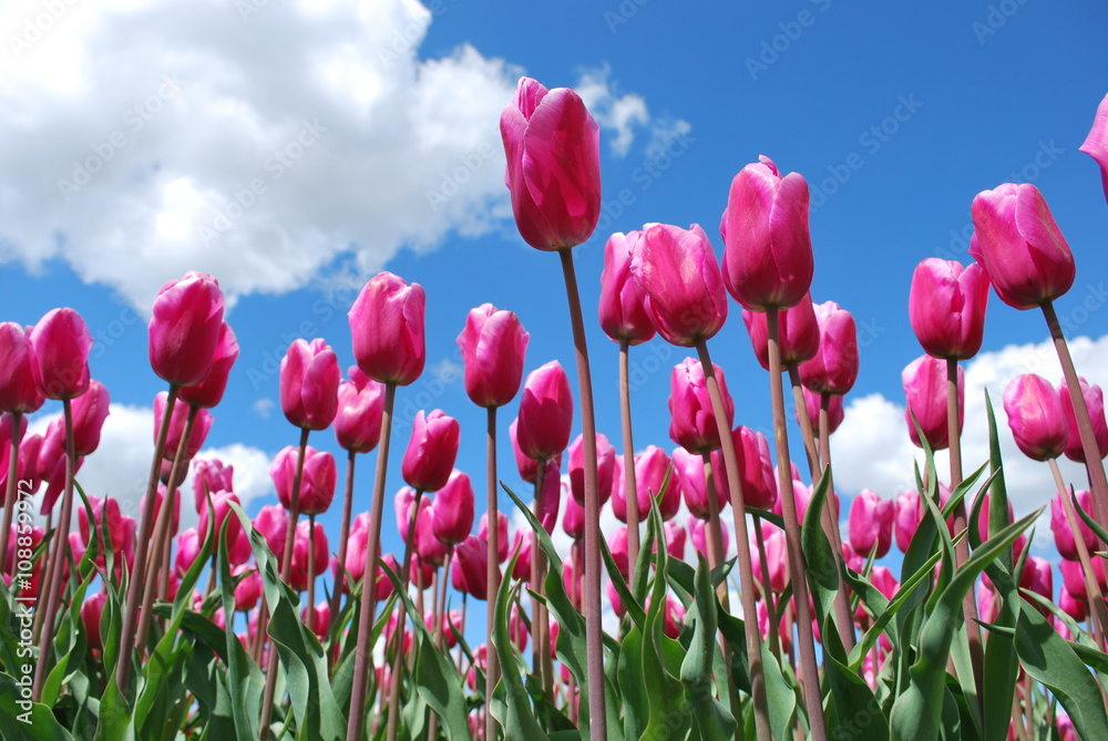 Obraz premium Tulipanowa kraina