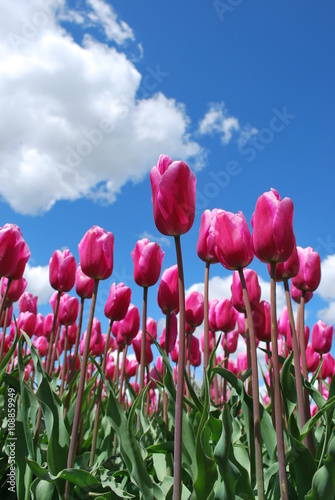 Holandia - kraj tulipanów
