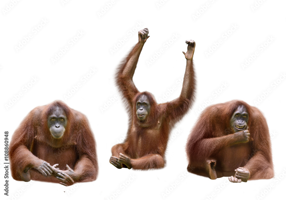 Obraz premium Zestaw obrazu orangutana