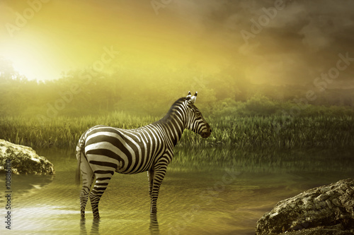 Zebra drinking water