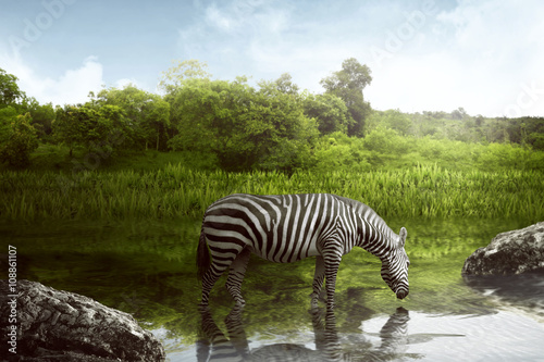 Fototapeta Naklejka Na Ścianę i Meble -  Zebra drinking water