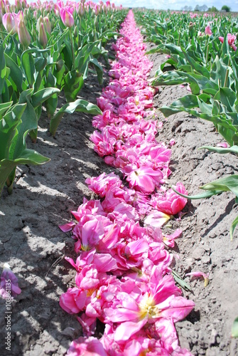 Sypanie różowych kwiatów - tulipany