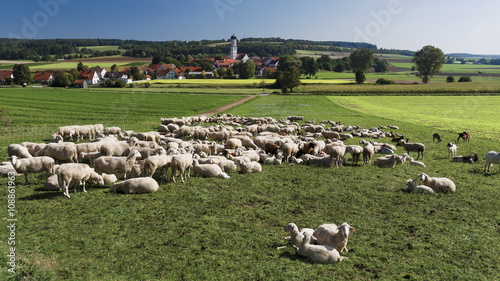 Schafherde in Rennertshofen, Bayern photo