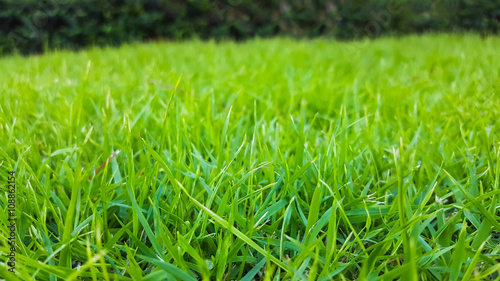 green grass texture pattern background
