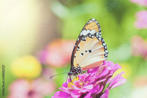 Butterfly and flower © guykantawan