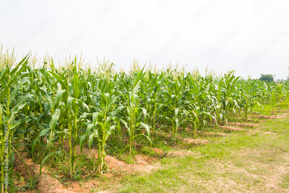 corn plantation in Thailand corn plantation in Thailand