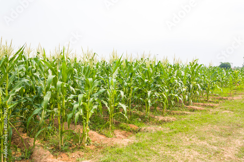 corn plantation in Thailand