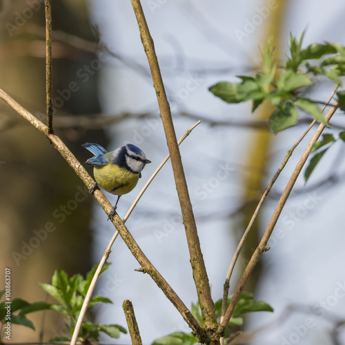 Kohlmeise sitzt am Baum