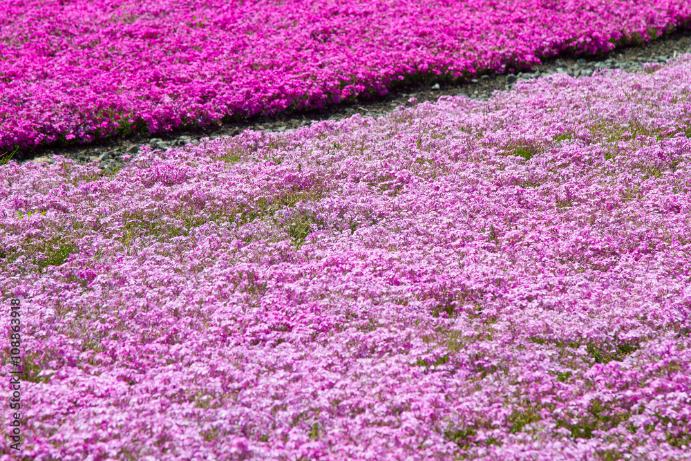 Fototapeta premium Pink moss phlox flowers and red of one side, in soft light and shadow.