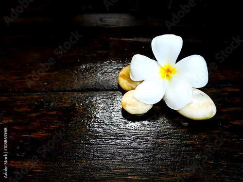 White plumeria flower