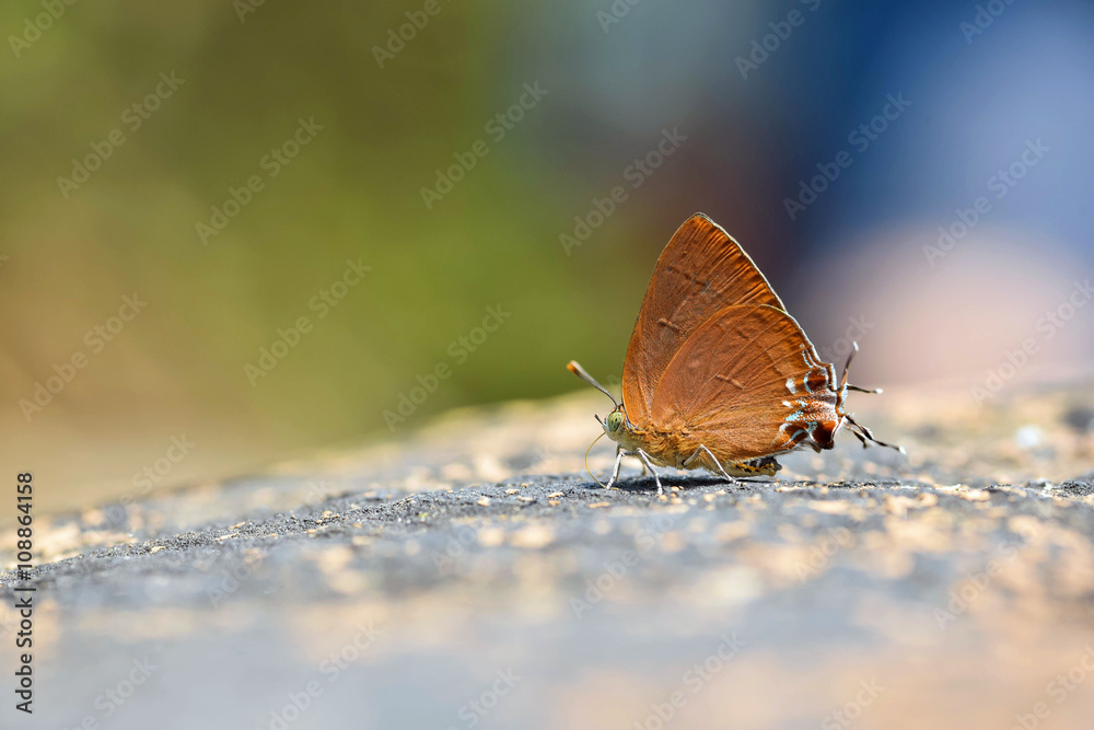 The Chocolate Royal butterfly. The Chocolate Royal butterfly.