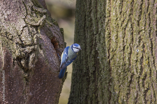 Kohlmeise sitzt am Baum