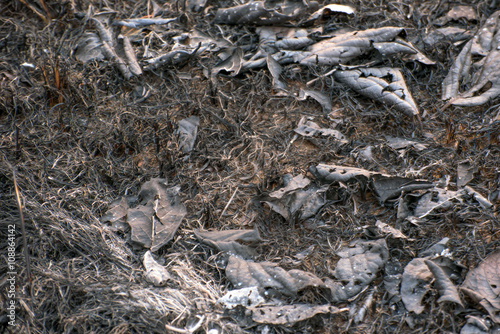 Ground after forest fires.