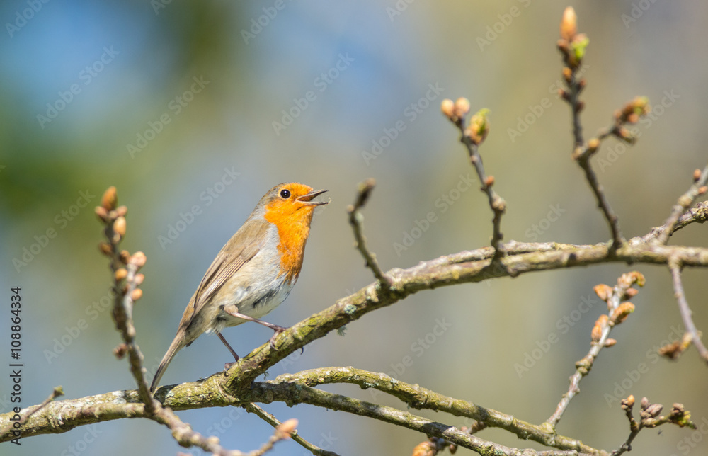 cute little young robin bird singing and climbing a blooming tree branch during springtime 
