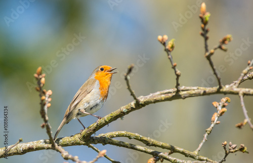 cute little young robin bird singing and climbing a blooming tree branch during springtime  © Gabriel Cassan