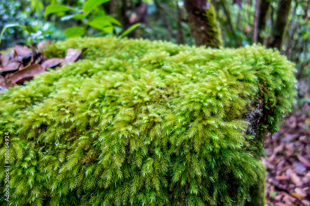 Morne Seychellois National Park - Mahe - Seychelles Morne Seychellois National Park - Mahe - Seychelles