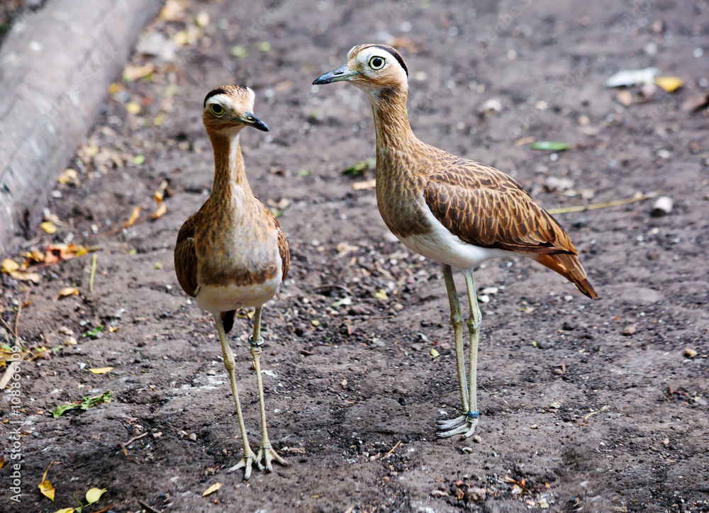 Болотные птицы Колумбии Stock Photo | Adobe Stock