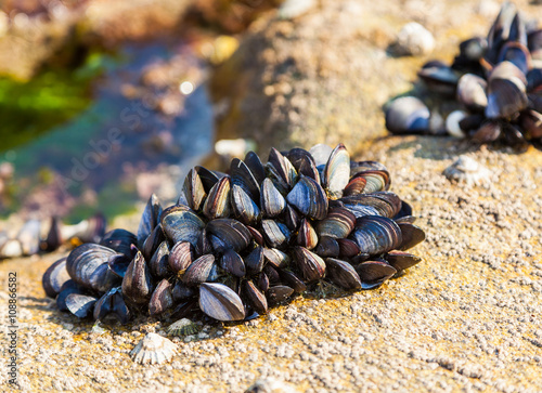 Mussels on the rocks at low tide