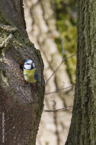 Kohlmeise sitzt am Baum