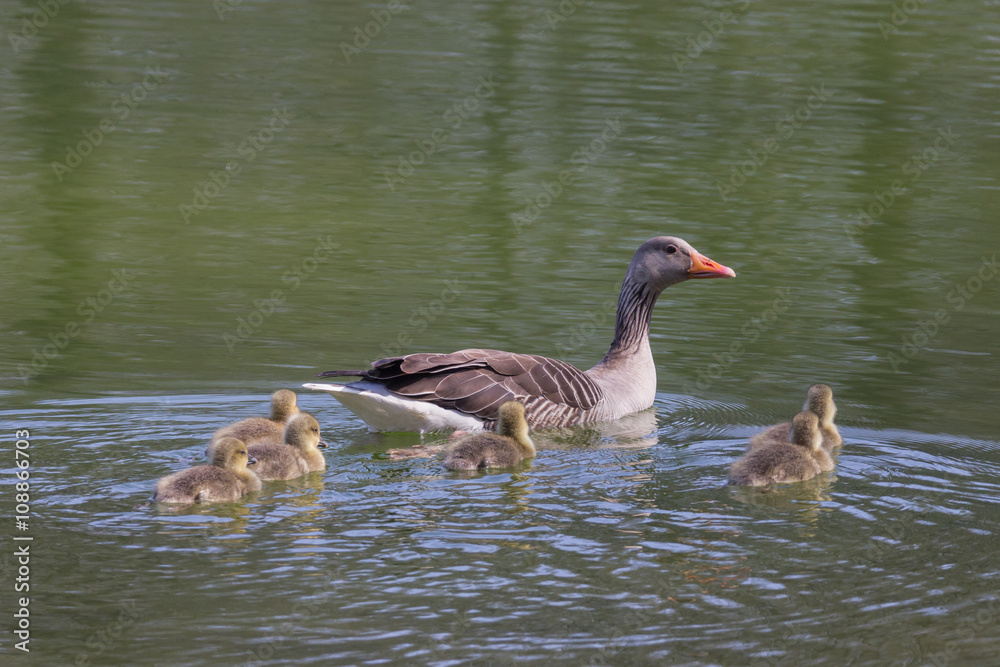 Wildgänse im See mit Jungen Wildgänse im See mit Jungen