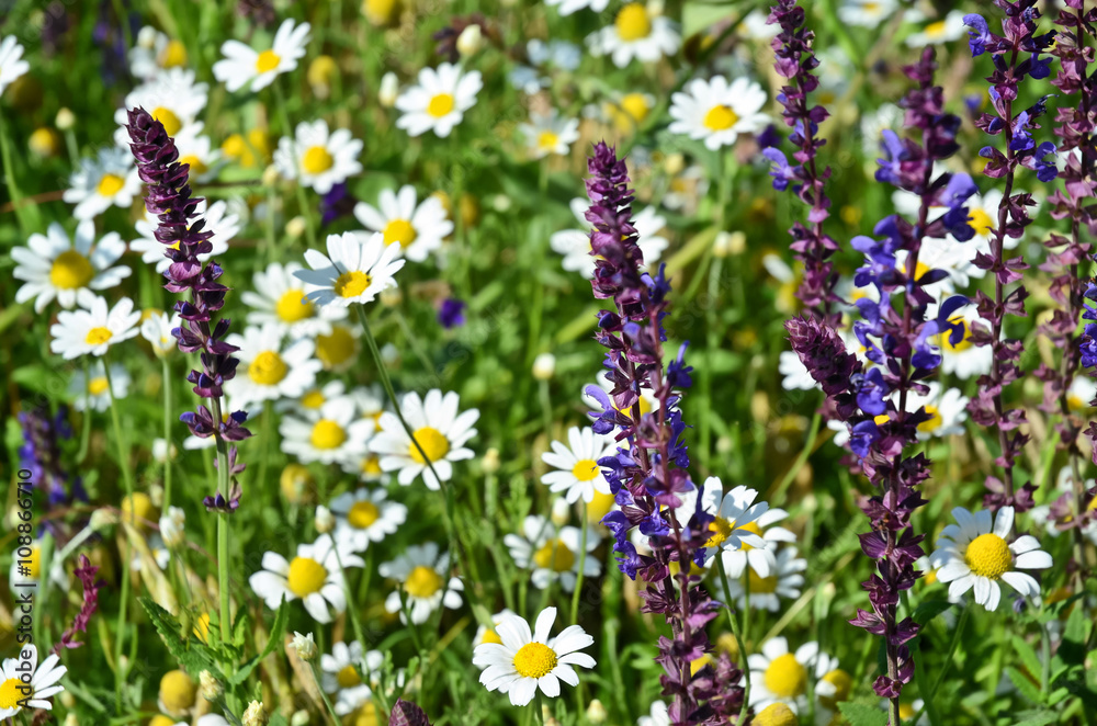 Obraz premium Wild herbs