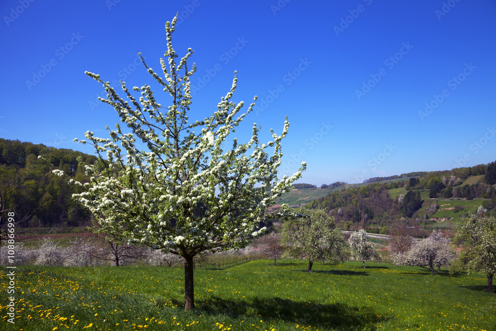 Naklejka premium Kirschbaum
