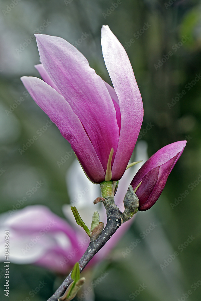 Fototapeta premium Magnolien 