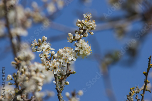 Baumblüte im Frühling © fotoman1962