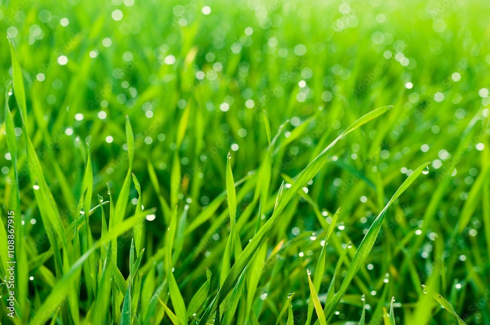 Close up of fresh thick grass with dew drops in the early morning as natural background. Selective focus. Shallow DOF