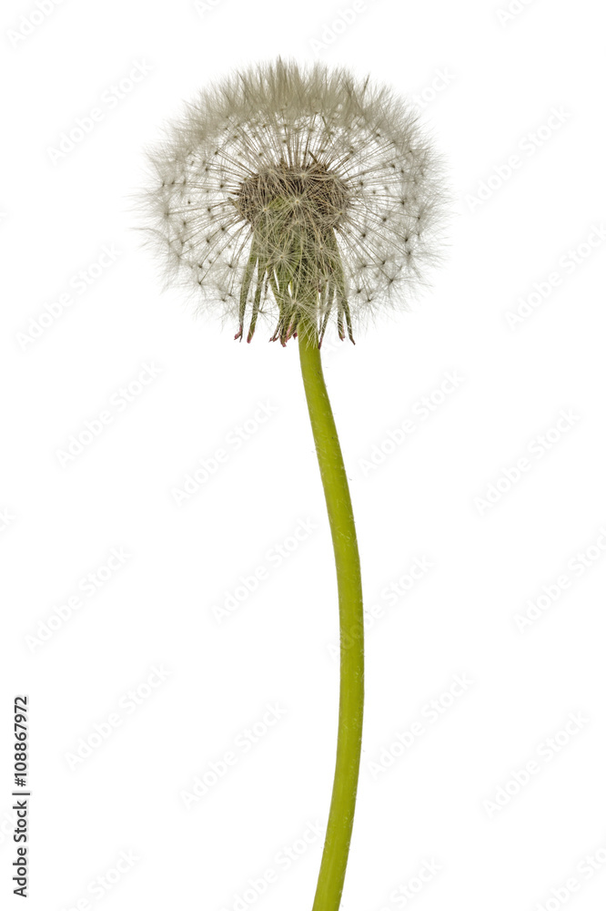 Old dandelion isolated on white background Old dandelion isolated on white background