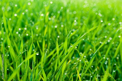 Close up of fresh thick grass with dew drops in the early morning as natural background. Selective focus. Shallow DOF