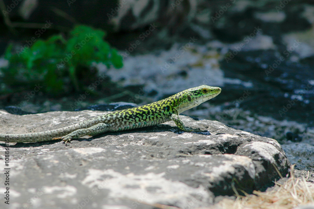 Sicilian Wall Lizard Sicilian Wall Lizard