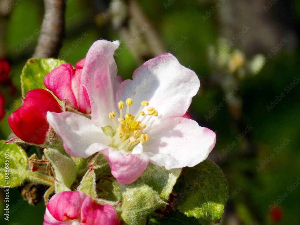 Obraz premium Flowering apple tree