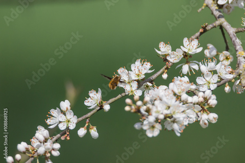 Hosenbiene beim Bestäuben von Baumblüten photo