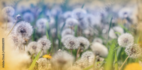 Beautiful meadow in spring - dandelion seeds
