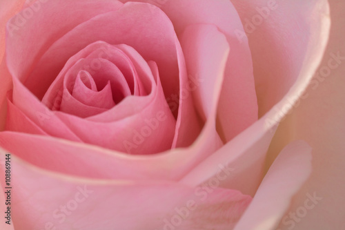 Beautiful Pink Rose Closeup