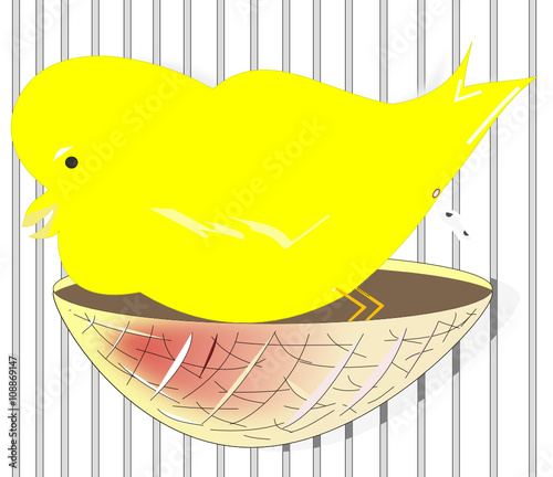 Canario bebé en su nido dentro de la jaula defecando