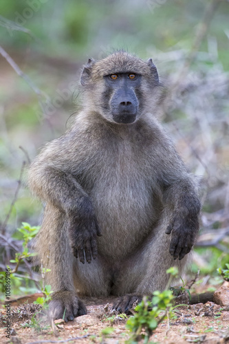 Baboon forage for food in early morning sunshine