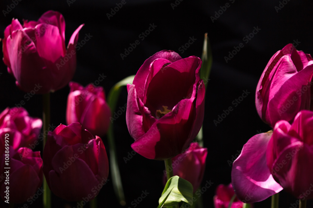 tulipes roses au soleil