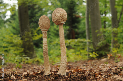 The parasol mushroom (Macrolepiota procera or Lepiota procera) growing in the forest