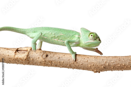 Greenish chameleon walking on a branch isolated on white background