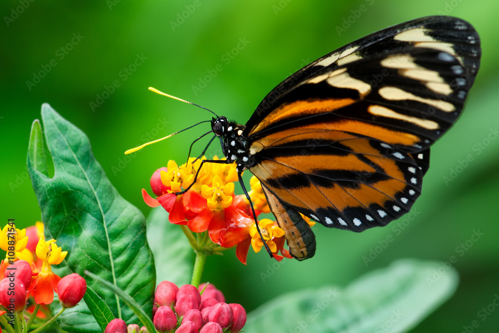 Fototapeta premium Monarch Butterfly - Sipping nectar from a flowering shrub with a blurred green foliage background