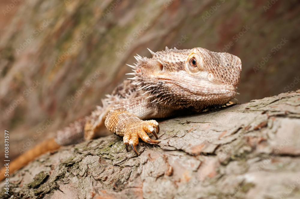 Bearded Dragon climbing a tree taken in a shallow depth of field Bearded Dragon climbing a tree taken in a shallow depth of field