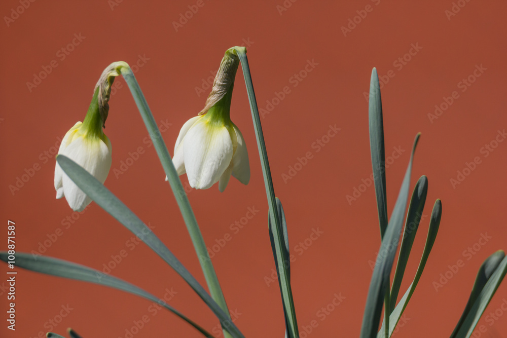 Fototapeta premium Osterglocke, Osterglocken