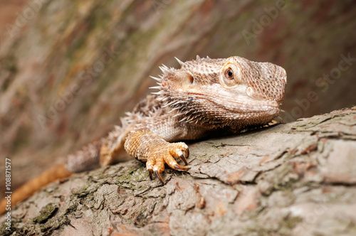 Bearded Dragon climbing a tree taken in a shallow depth of field